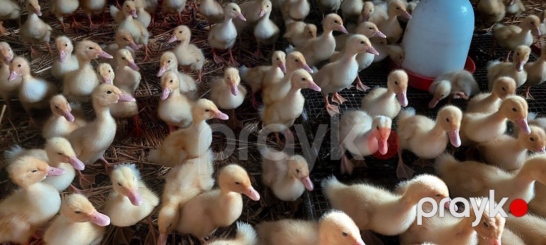 Ördək balaları — Quşlar, Gəncə (2)