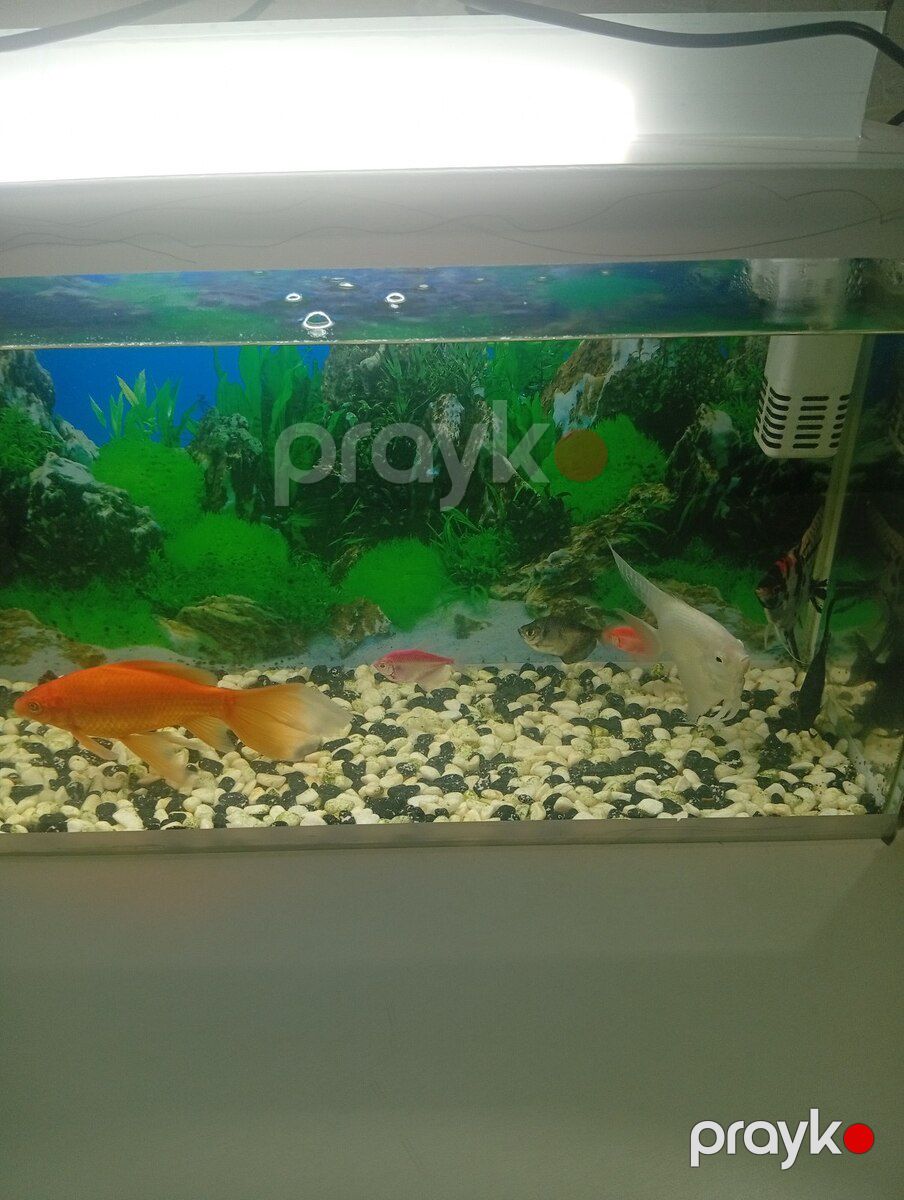 Akvarium — Akvariumlar və balıqlar, Bakı (2)