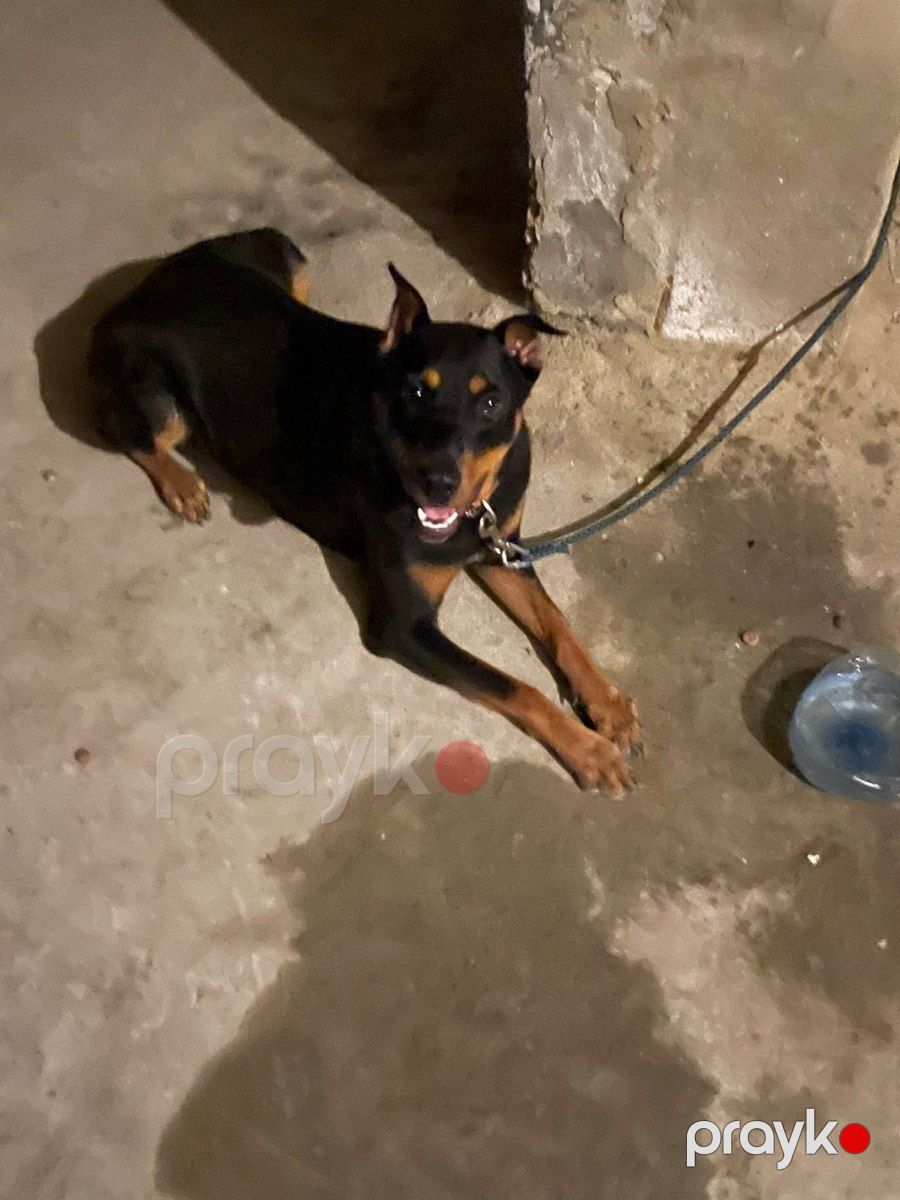 Doberman — Köpəklər, Bakı (3)