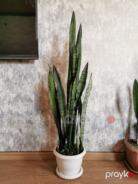 Sansevieria qılınc bitkisi — Bakı