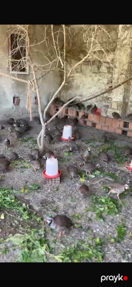 Kəklik — Quşlar, Bakı (2)