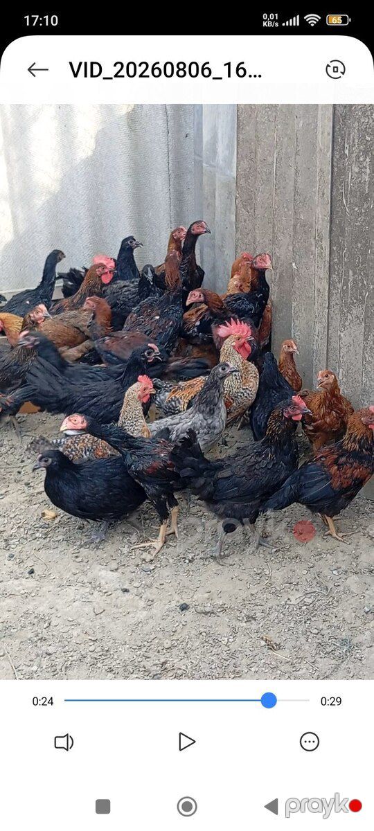 Heyratılar — Quşlar, Bakı (6)