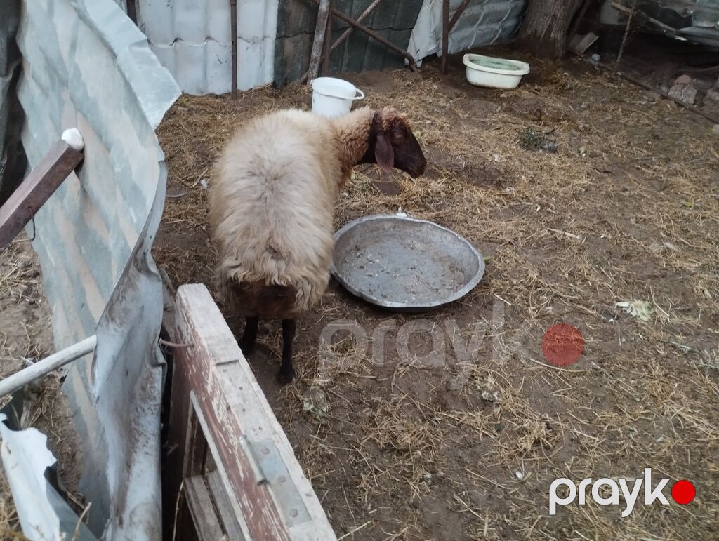 Növ: yerli ətlik qoyunlardi — Kənd təsərrüfatı heyvanları, Bakı (7)