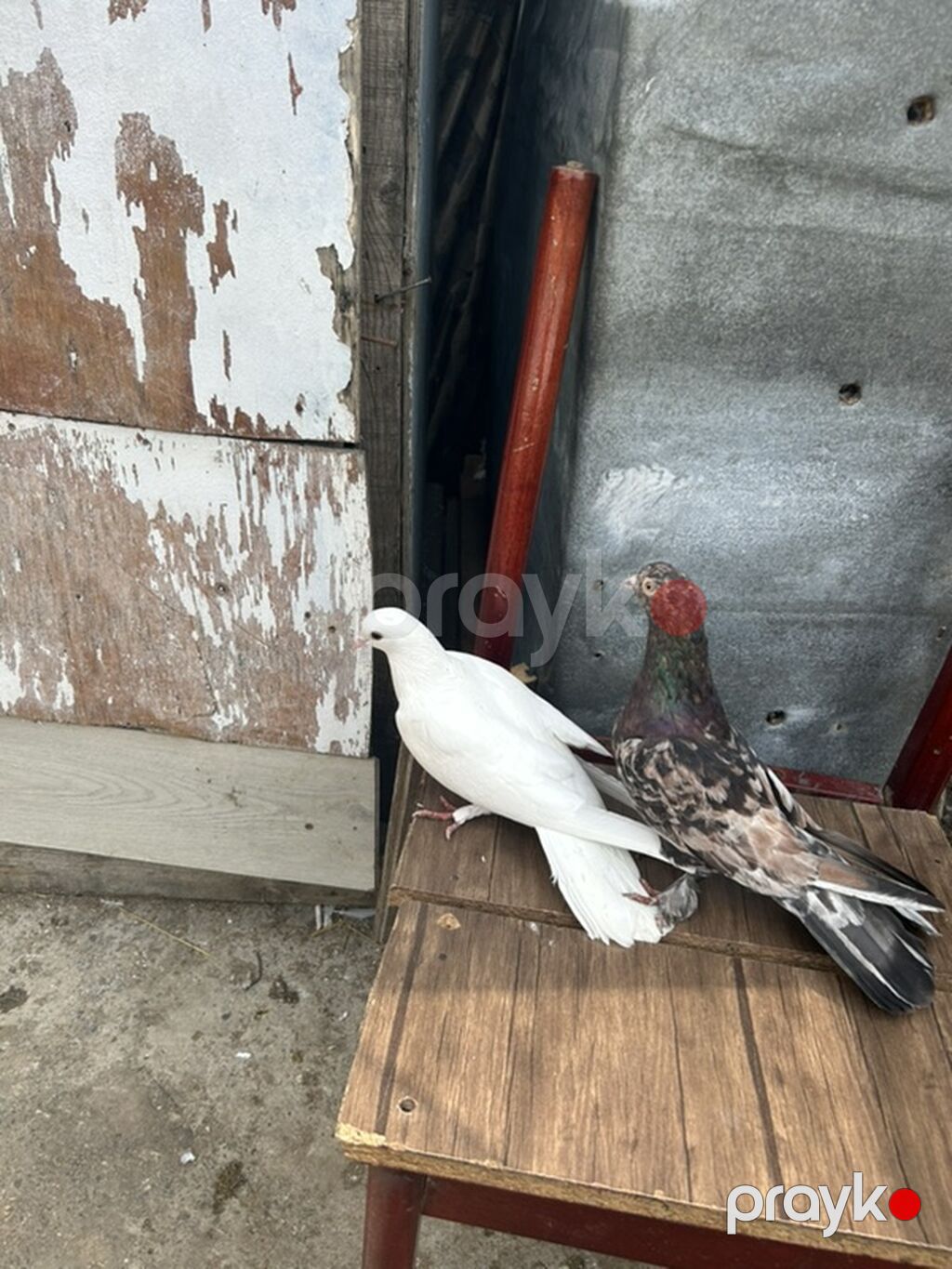 Cut 20 manat — Göyərçin, Bakı (3)
