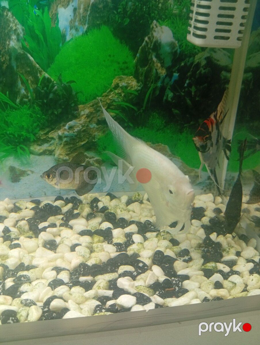 Akvarium — Akvariumlar və balıqlar, Bakı (5)