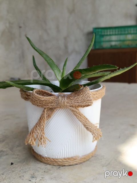 Aloe vera dekorativ otaq bitkisi – ağ qablarda - Bitki: Aloe vera — Digah