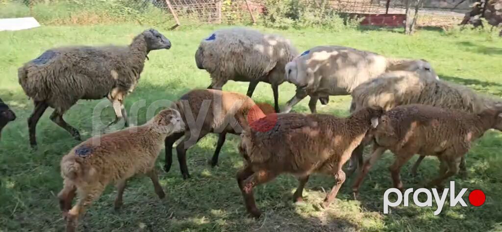 Dişi, il: 1, Damazlıq, Pulsuz çatdırılma — Kənd təsərrüfatı heyvanları, Yevlax (6)