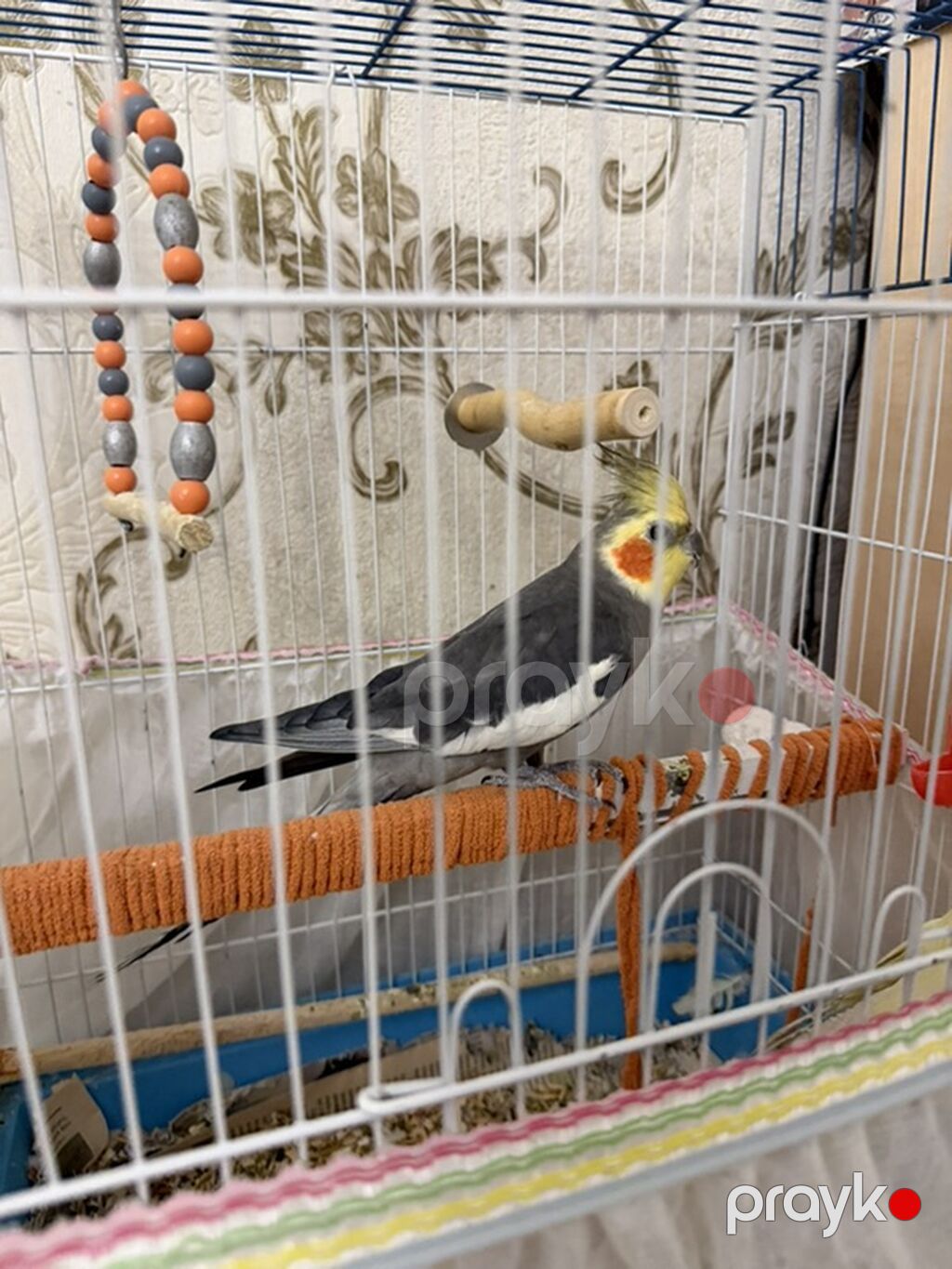 Məhsul: Nimfa (cockatiel) cütü və qəfəs dəsti Dişi ve Erkek, disi 6 — Qəfəslər, Bakı (3)