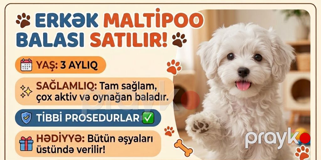 Erkək Maltipoo balası - Yaş: 5 aylıq - Xüsusiyyətlər: Tam sağlam, çox — Digər, Bakı (2)