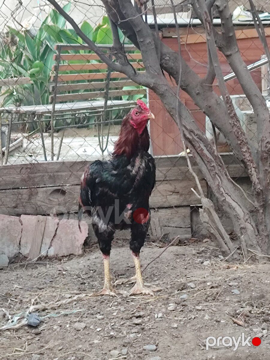 Heyratı beçə — Quşlar, Bakı (5)