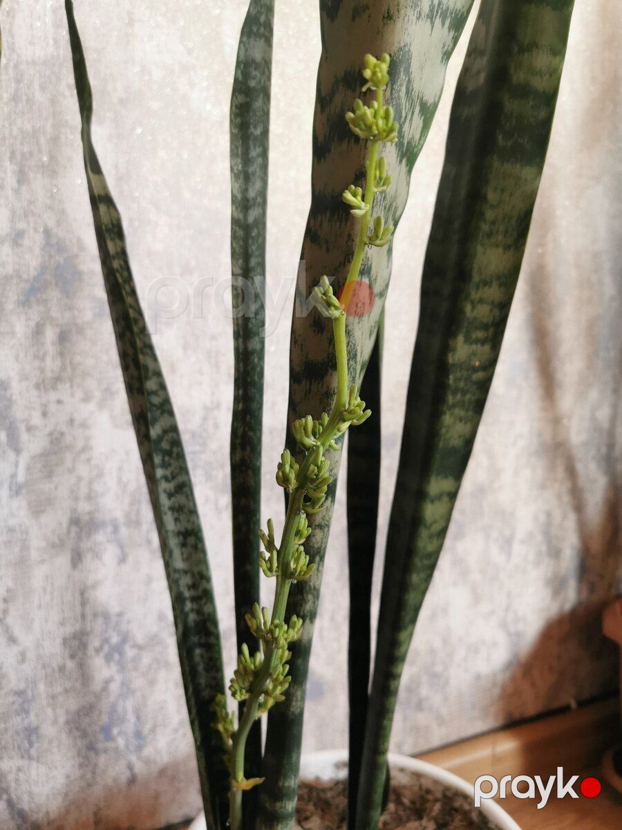 Sansevieria — Bitkilər, Bakı (3)