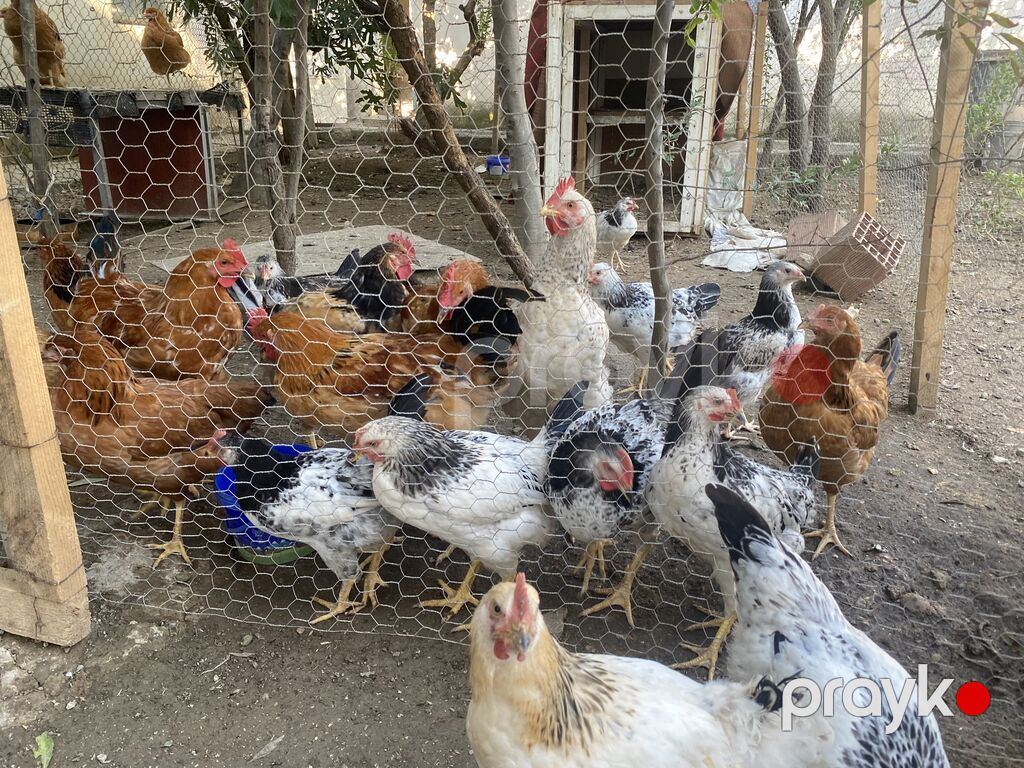 Böyüklər 2kq 15 manat Balacalar 10 manat Təmiz Kənd Xoruzlarıdı — Toyuq və xoruz, Qobu (2)
