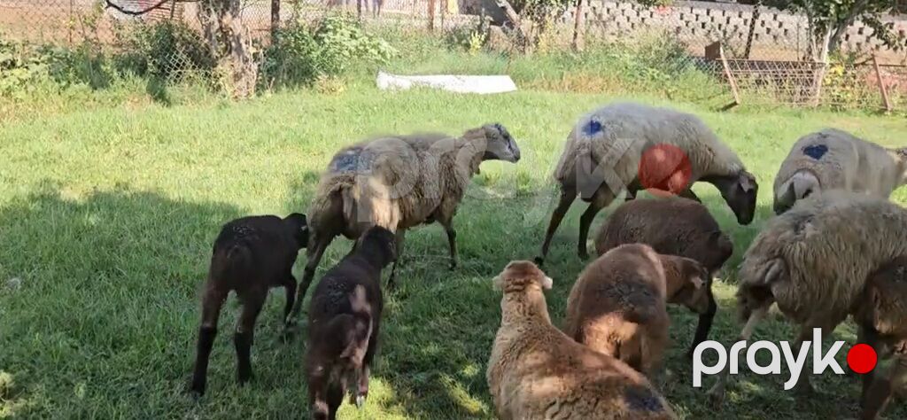 Dişi, il: 1, Damazlıq, Pulsuz çatdırılma — Kənd təsərrüfatı heyvanları, Yevlax (8)
