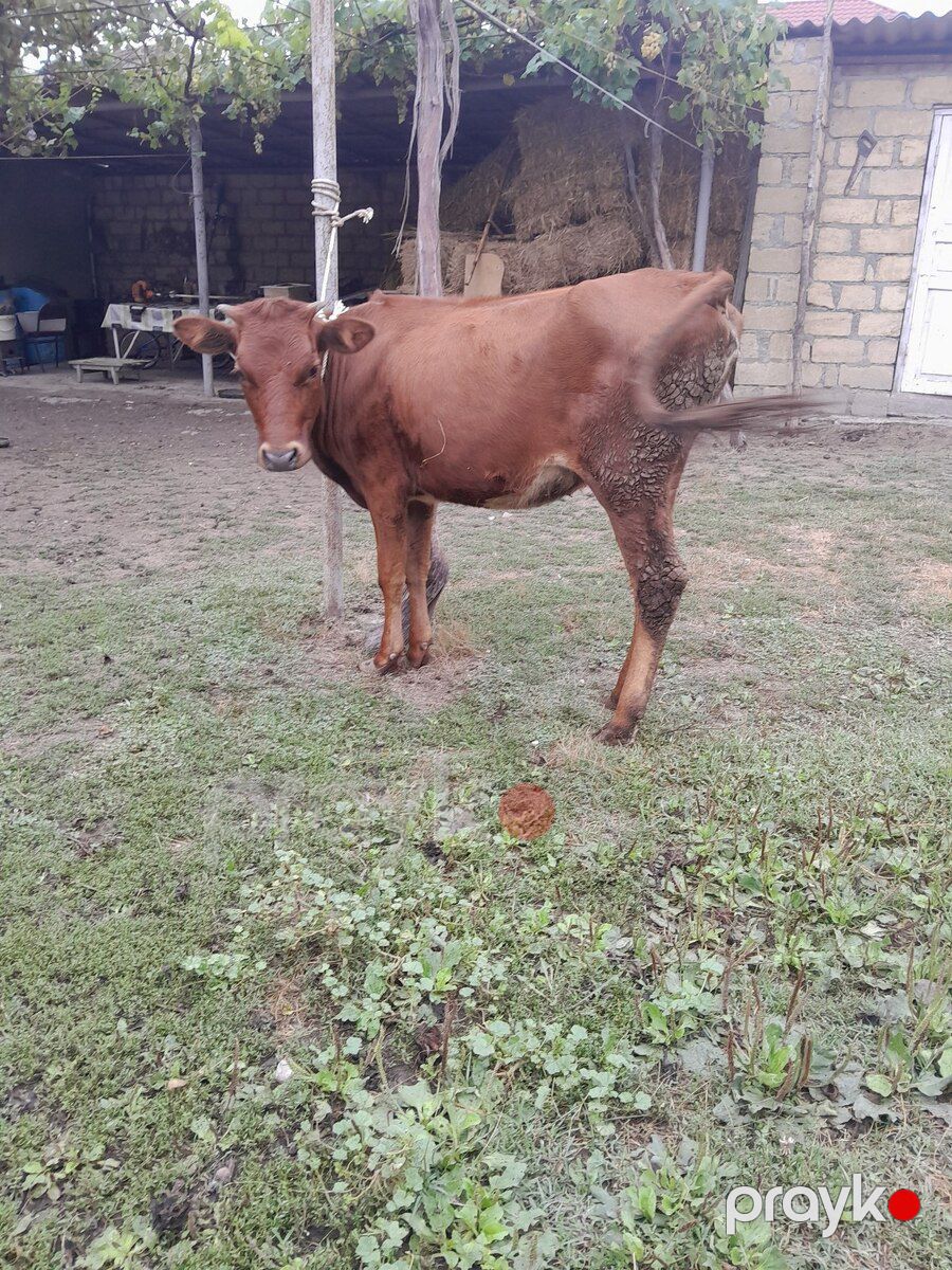 Dana — Kənd təsərrüfatı heyvanları, Quba (3)