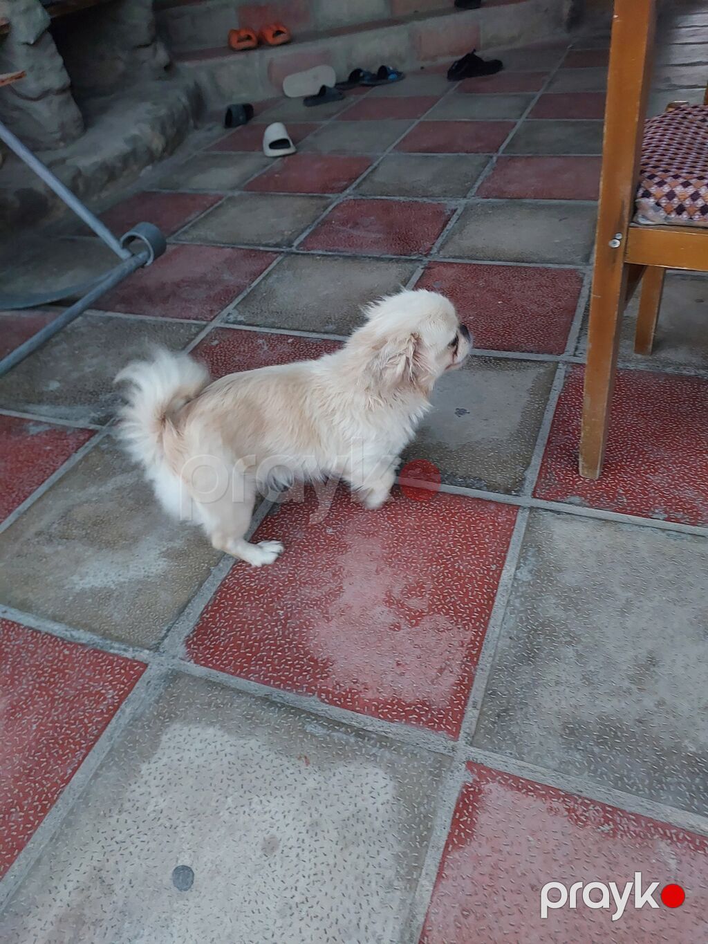 Pekines — Köpəklər, Sumqayıt (2)