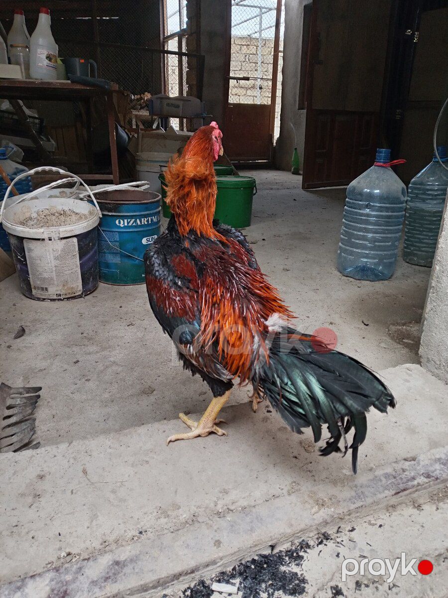 Heyratı çolpalar — Quşlar, Xırdalan (6)