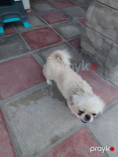 Pekines — Sumqayıt
