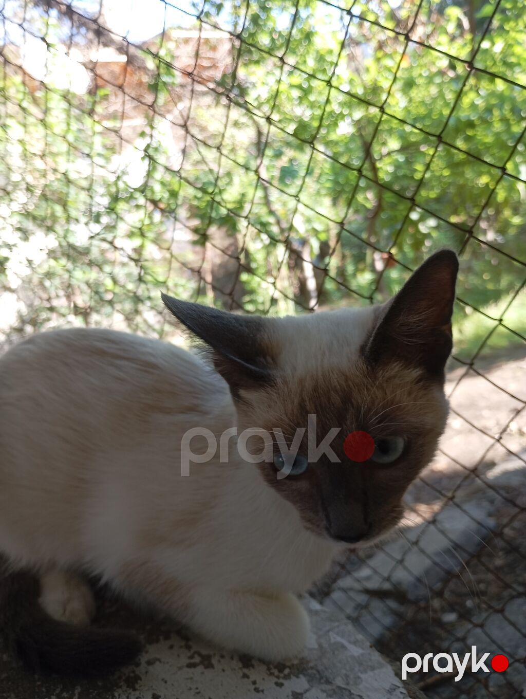 Siam, Yaxşı əllərə — Pişiklər, Bakı (5)