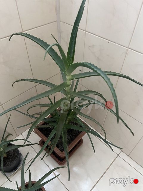 Aloe Vera — Bakı