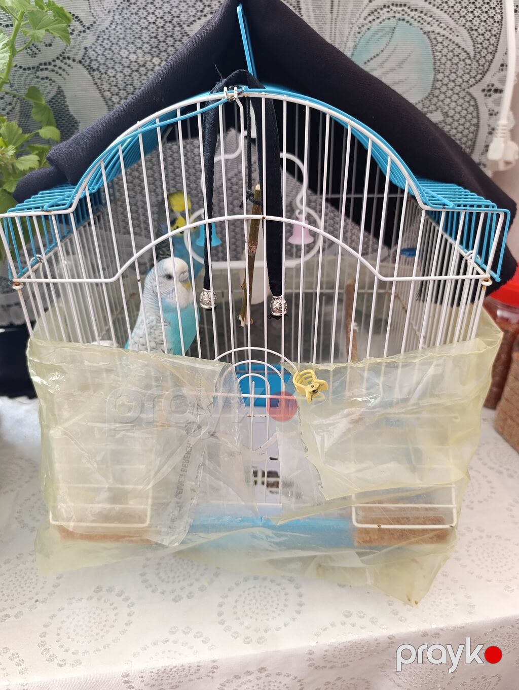 Dalmatin rəng çalarlarında 2 ədəd dalğıc (budgerigar) tutuquşu və — Tutyun papağayı, Bakı (3)