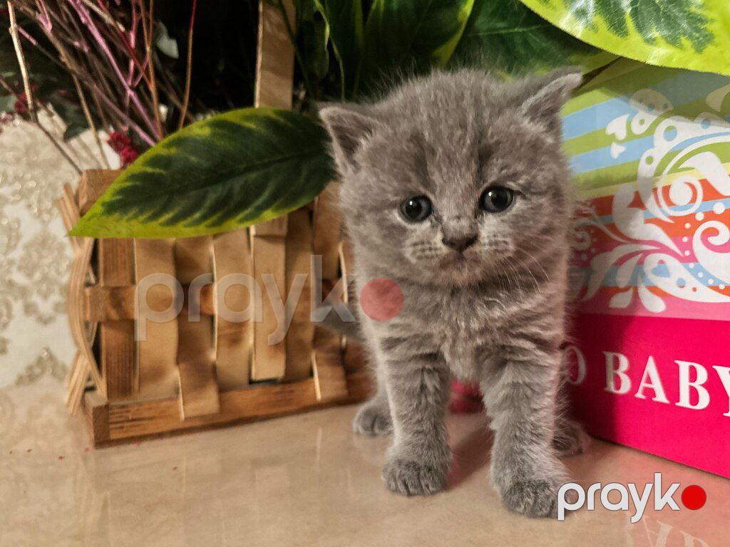 Британские котята — Pişiklər, Bakı (7)