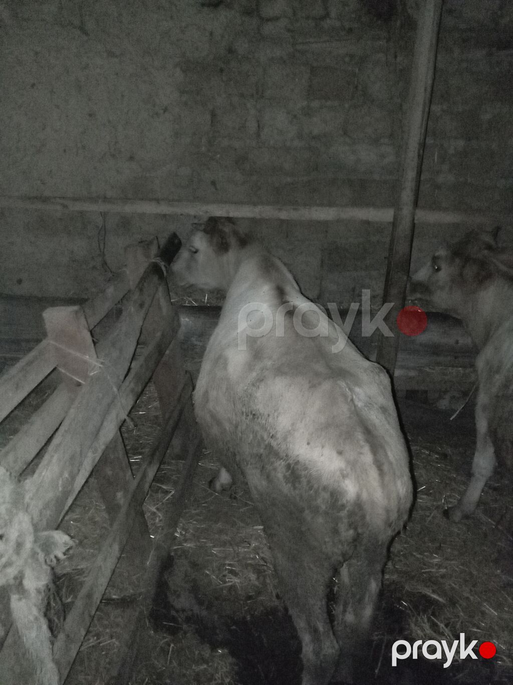 Satışda – inək və dana - Növ: Yerli südlük tipli inək və həmcins dana — Kənd təsərrüfatı heyvanları, Qusar (5)