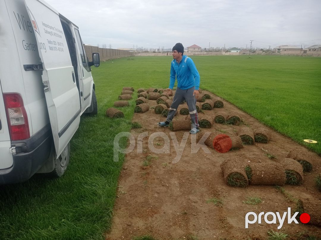 Qazon — Bitkilər, Bakı (3)