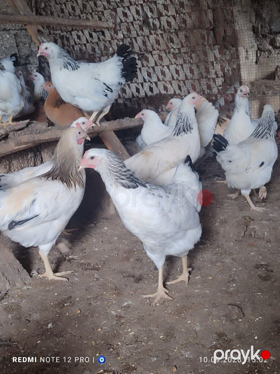 Kənd çolpaları — Quşlar, Bakı (2)