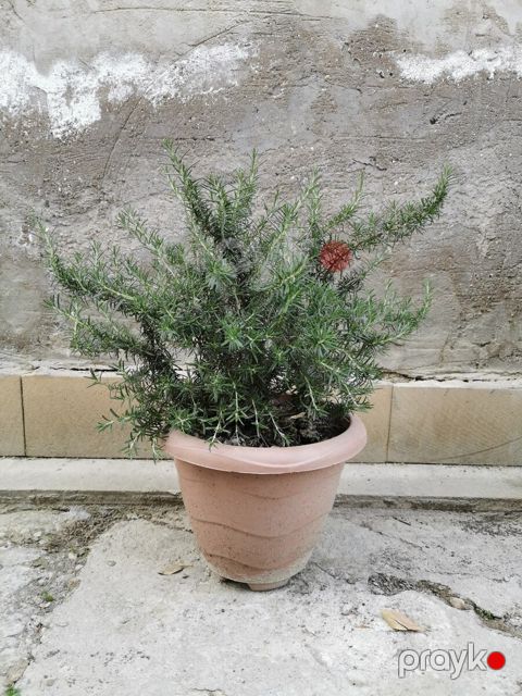 Rozmarin — Bakı