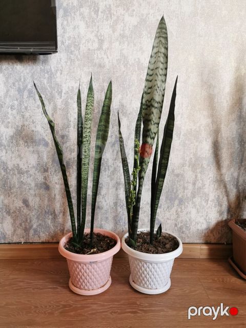 Sansevieria — Bakı