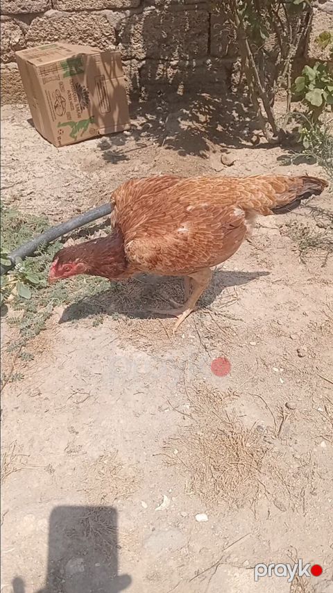 Heyratı fərə — Bakı