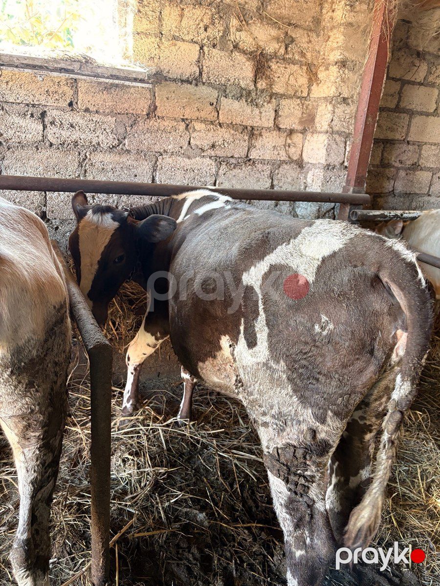 Dana — Kənd təsərrüfatı heyvanları, Xaçmaz (2)