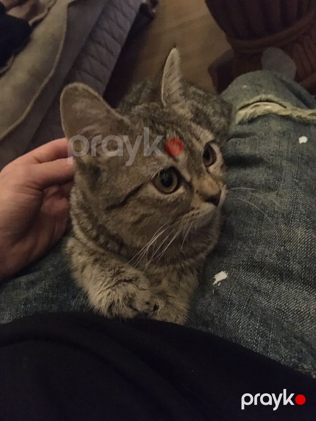 Tabbi, Yaxşı əllərə — Pişiklər, Masazır (2)