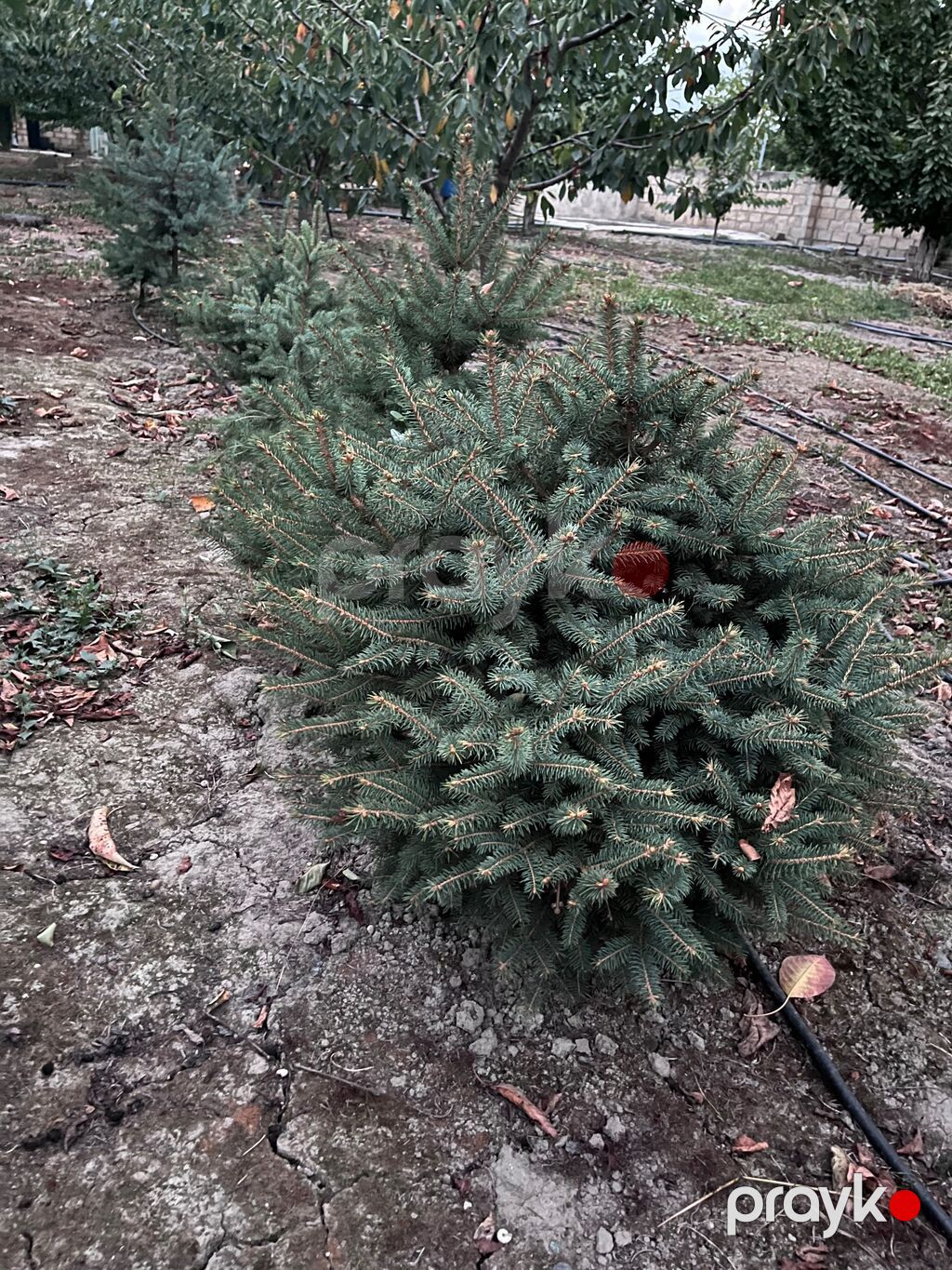 Landşaft üçün dekorativ iynəyarpaq ağaclar: sıx, konusvari tac — Ağaclar və fidan, Quba (7)