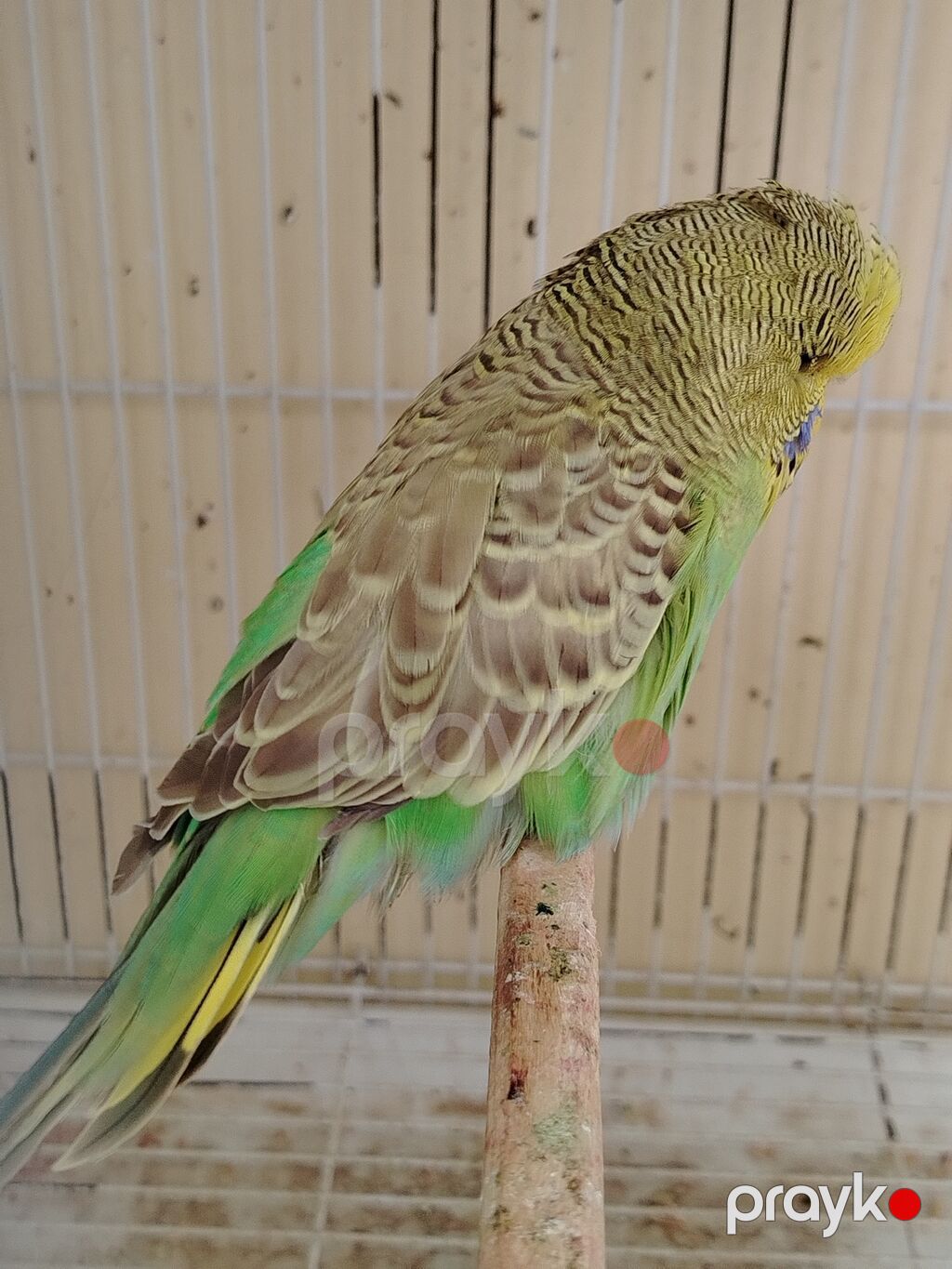 Jumbo qanında, 4 aylıq dişi dalmatin-boya tonlarında lori – yaşıl-göy — Digərləri, Bakı (3)