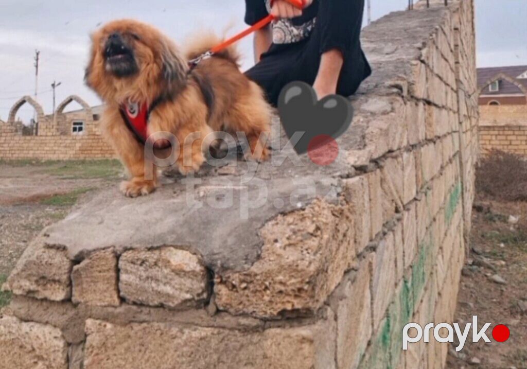 Pekines, 2 il, Erkək, Ünvandan götürmə — Köpəklər, Gəncə (2)
