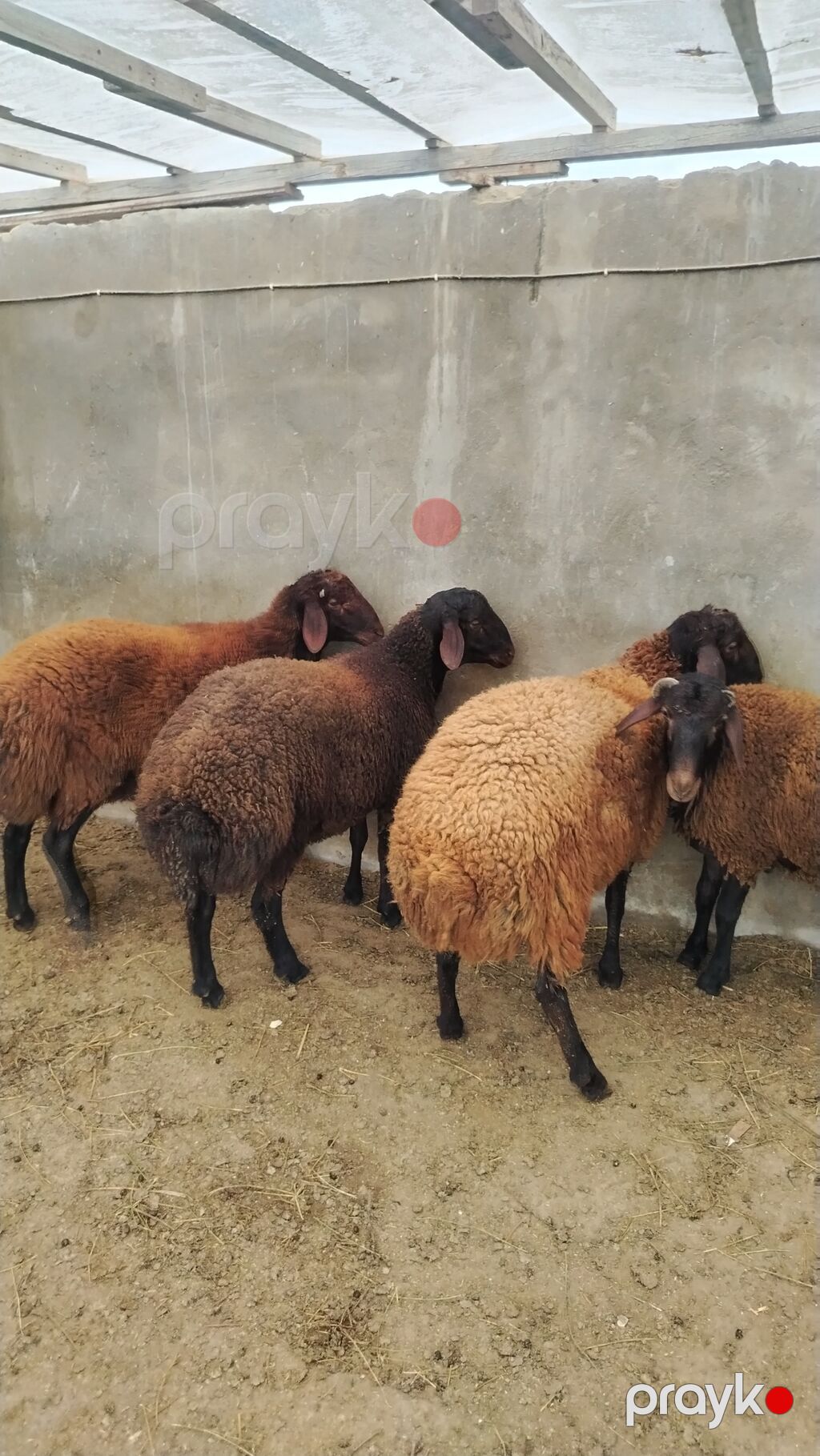 Salam Allah hamıya xeyir versin. Bilgəh kənd quzuları. 5 ədəd kənd — Kənd təsərrüfatı heyvanları, Digah (6)