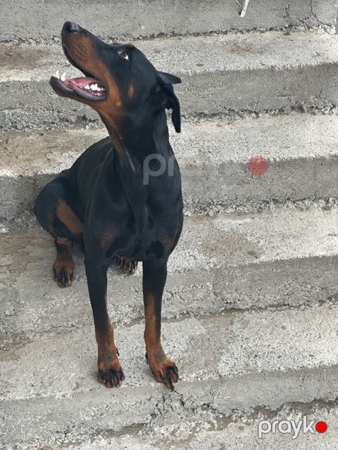 Doberman — Bakı