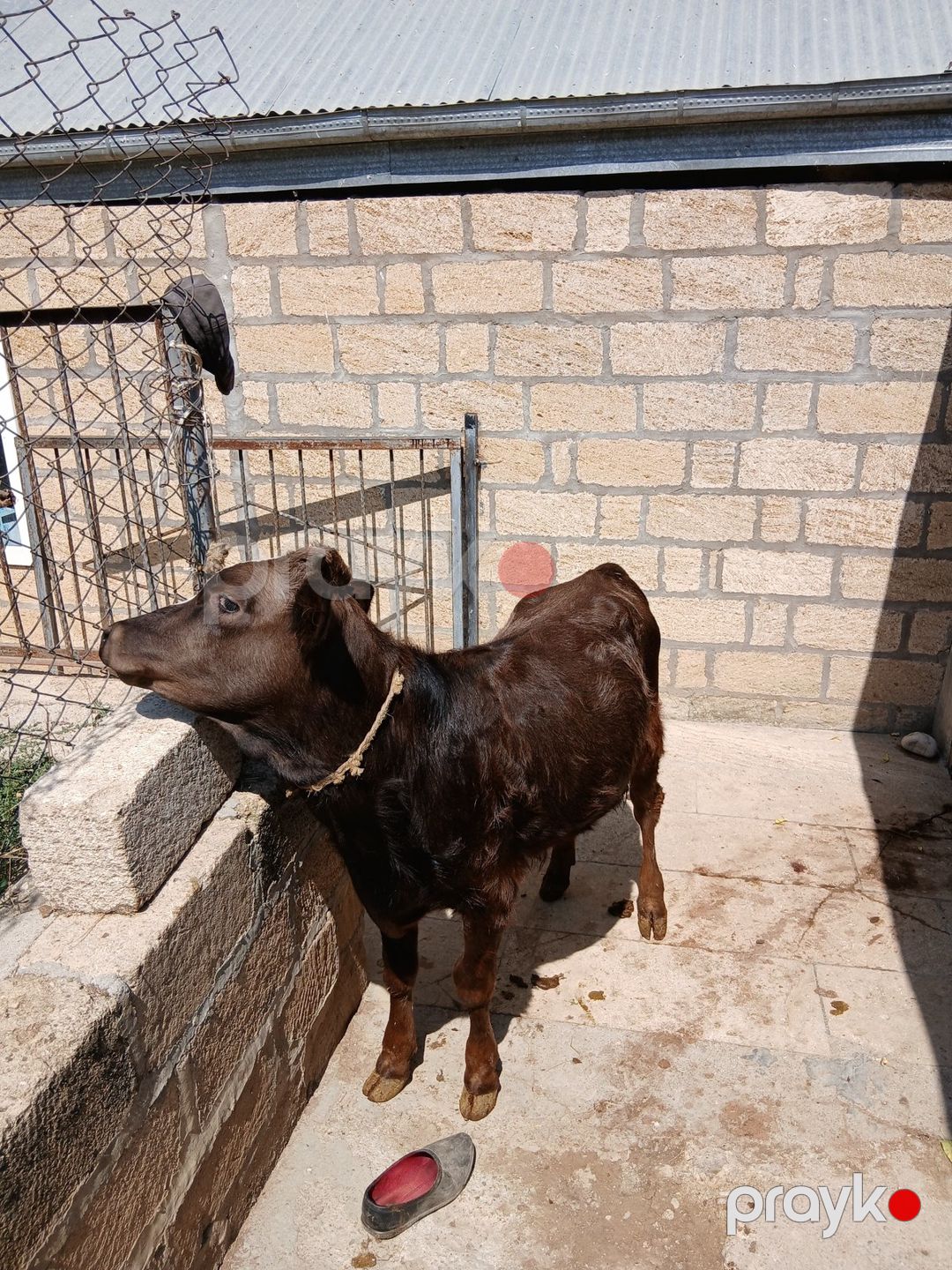 Dana — Kənd təsərrüfatı heyvanları, Şamaxı (3)