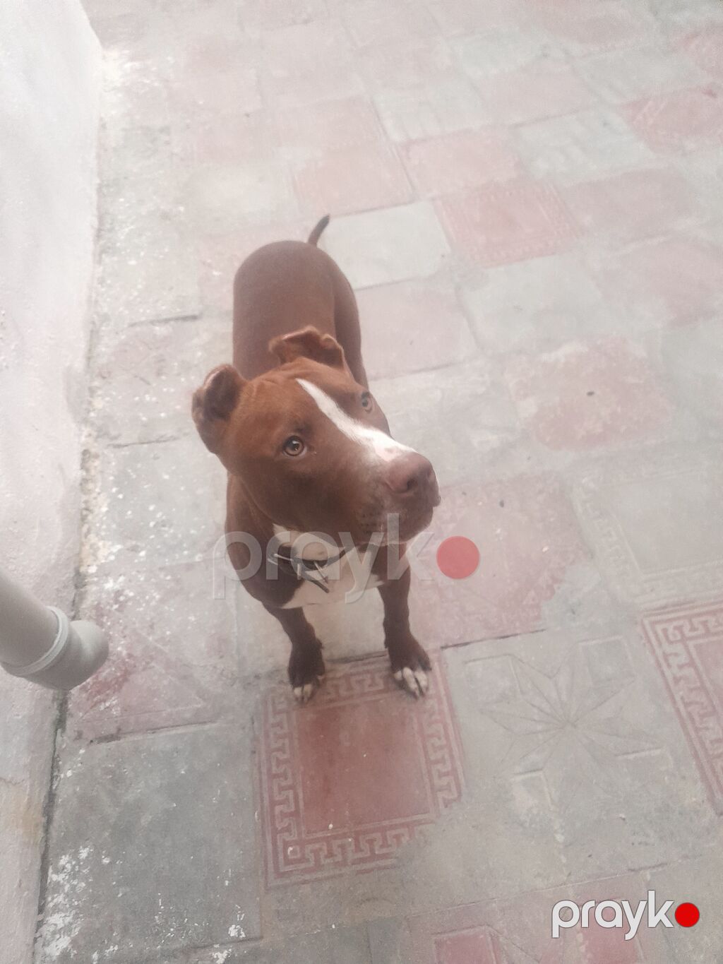 Pitbul, 5 ay, Dişi, Ünvandan götürmə — Köpəklər, Bakı (2)