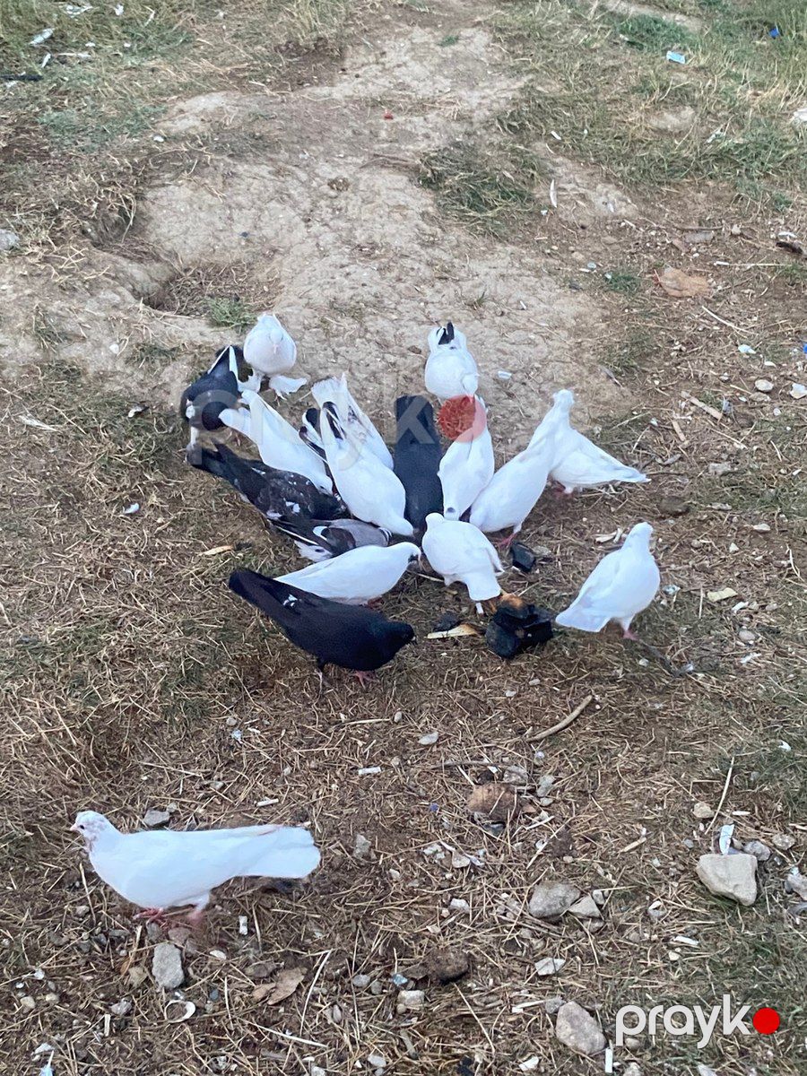 Göyərçin — Quşlar, Bakı (3)