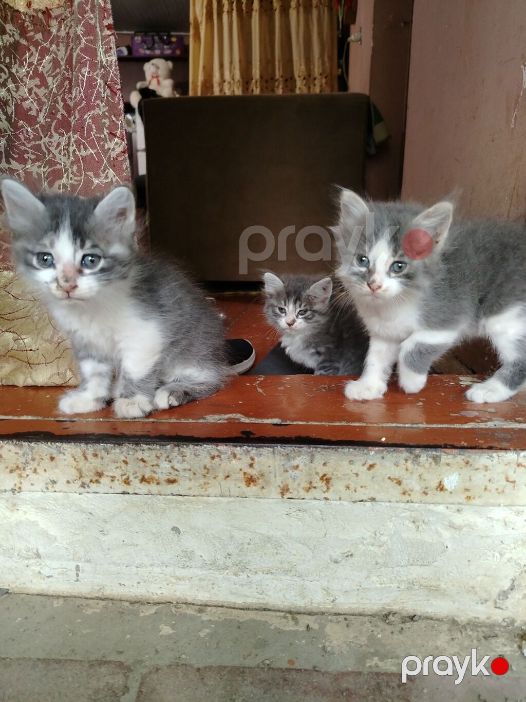 Sibir, Erkək, Yaxşı əllərə, Ünvandan götürmə — Pişiklər, Xırdalan (3)