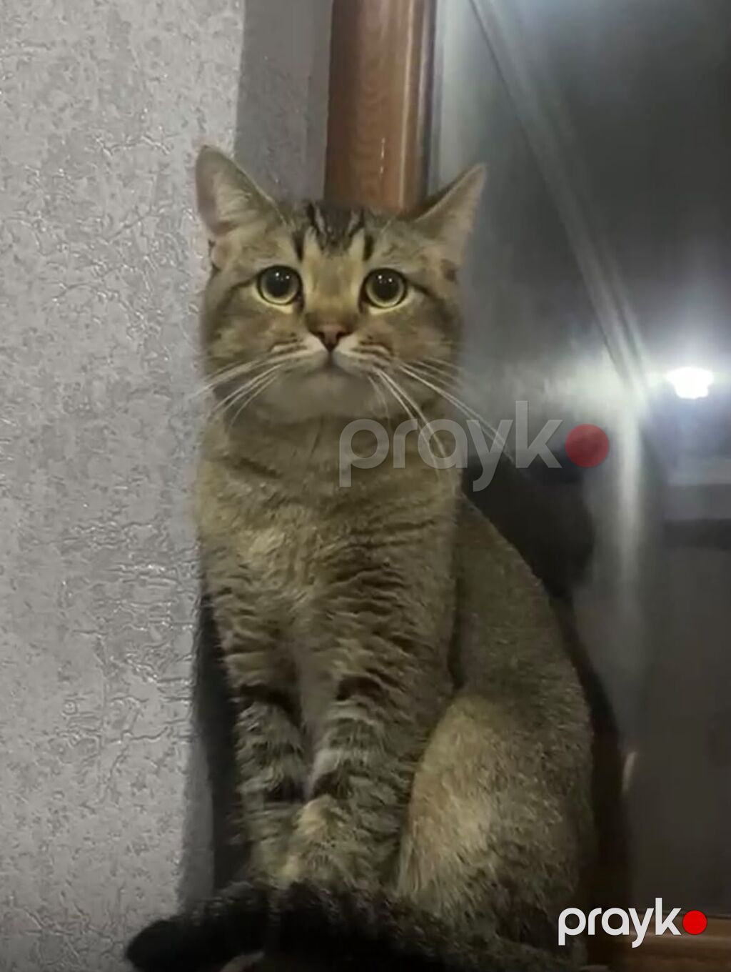 Tabbi, Erkək, Yaxşı əllərə — Pişiklər, Digah (3)