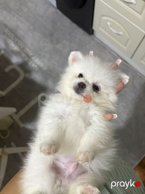 Şpitz, 1 ay, Erkək, Peyvəndli — Xırdalan
