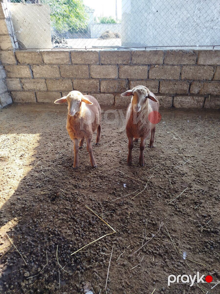 Quzu — Kənd təsərrüfatı heyvanları, Xaçmaz (4)