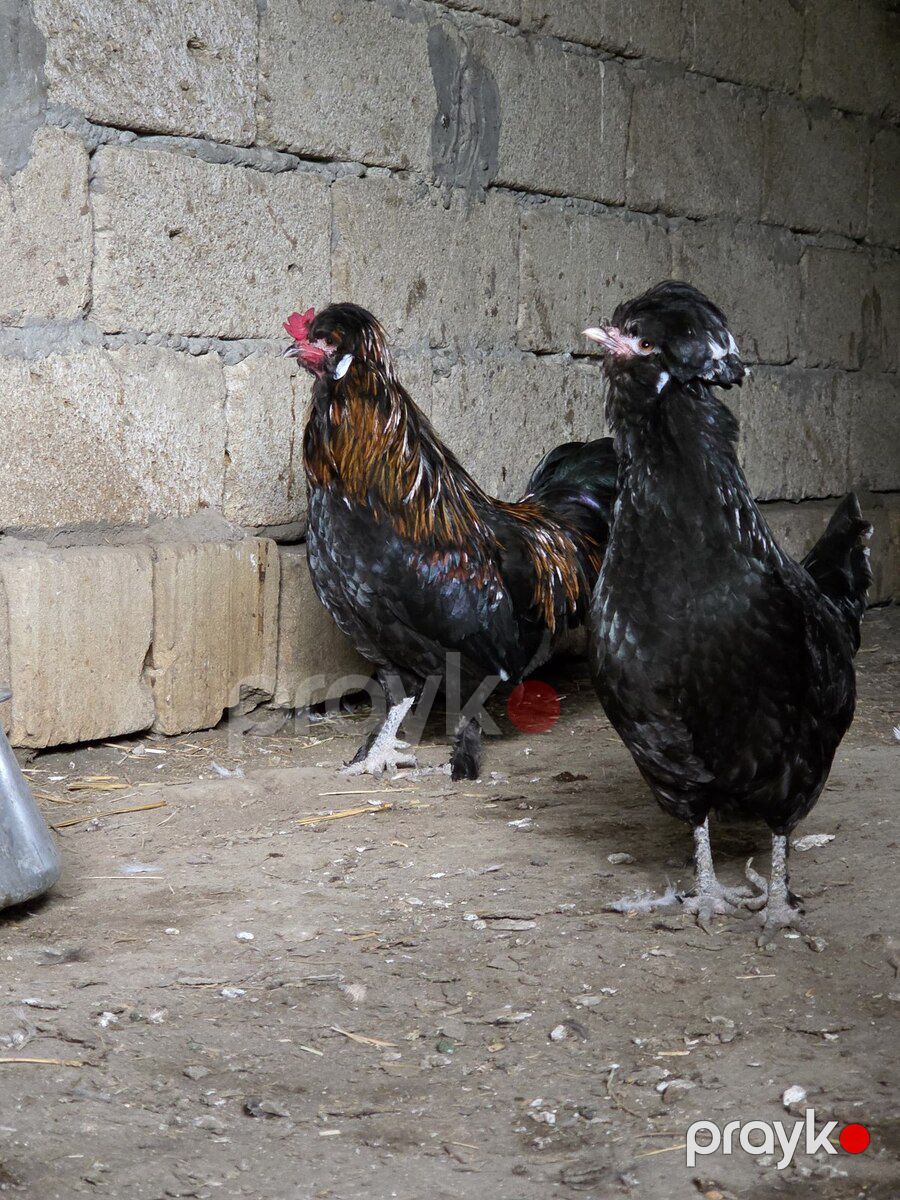 Sultan xoruzu — Quşlar, Bakı (5)