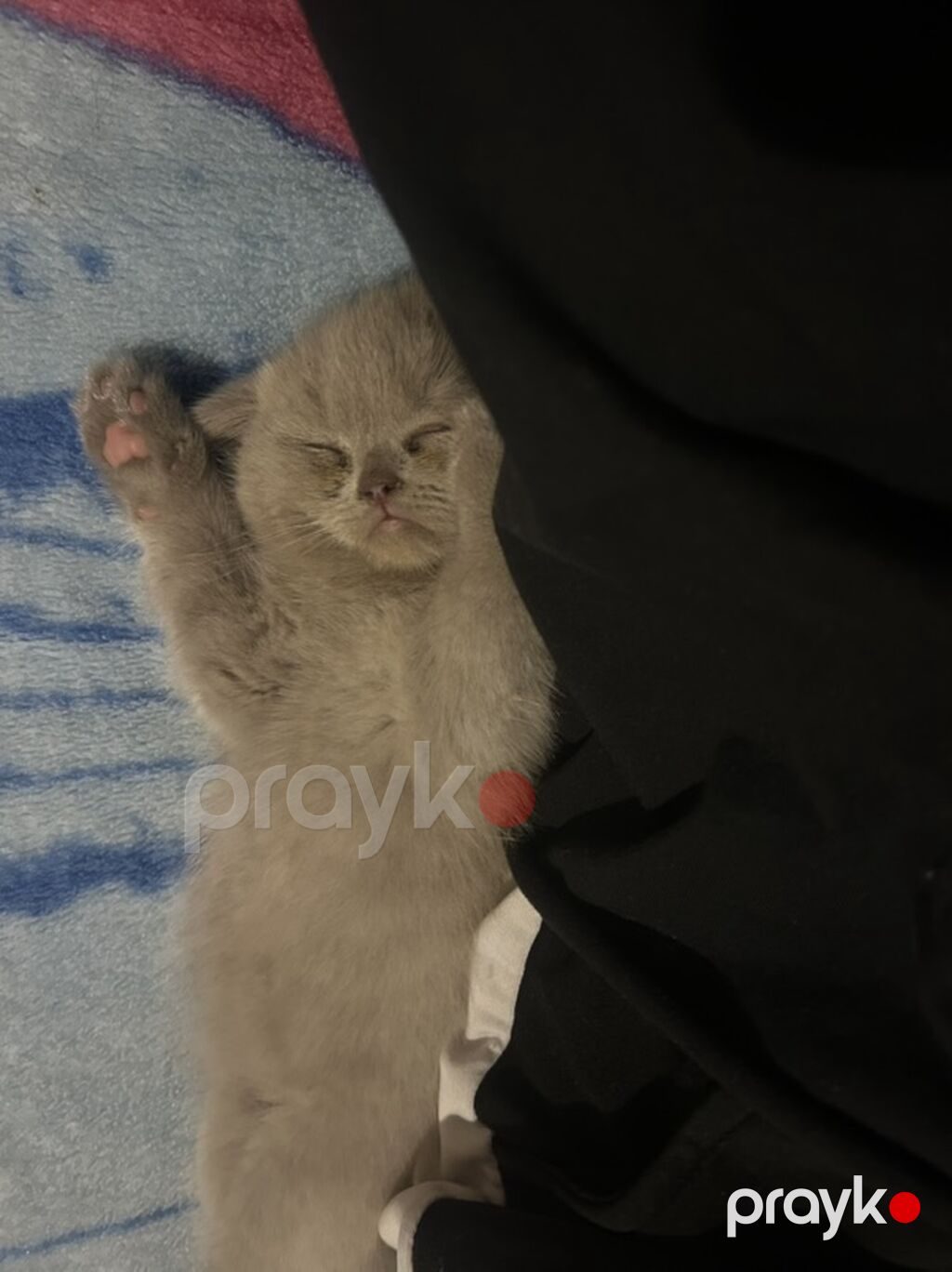 Şotland yastı qulaq — Pişiklər, Bakı (5)