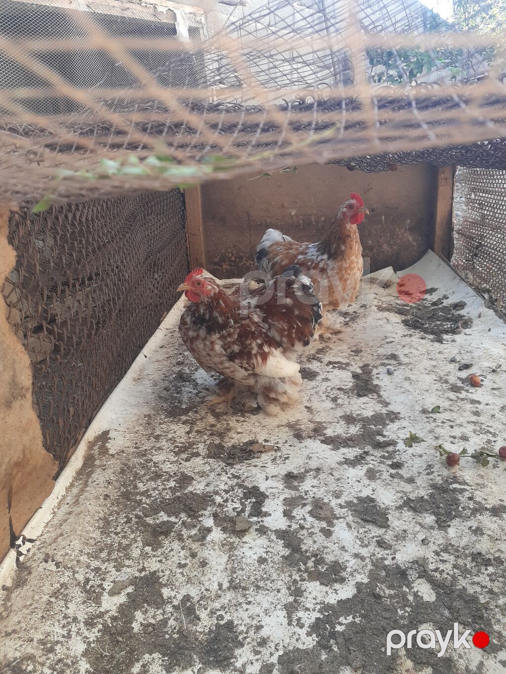 Brama koxinlər sağlamdılar qiymət birinə aiddi — Digərləri, Mingəçevir (4)