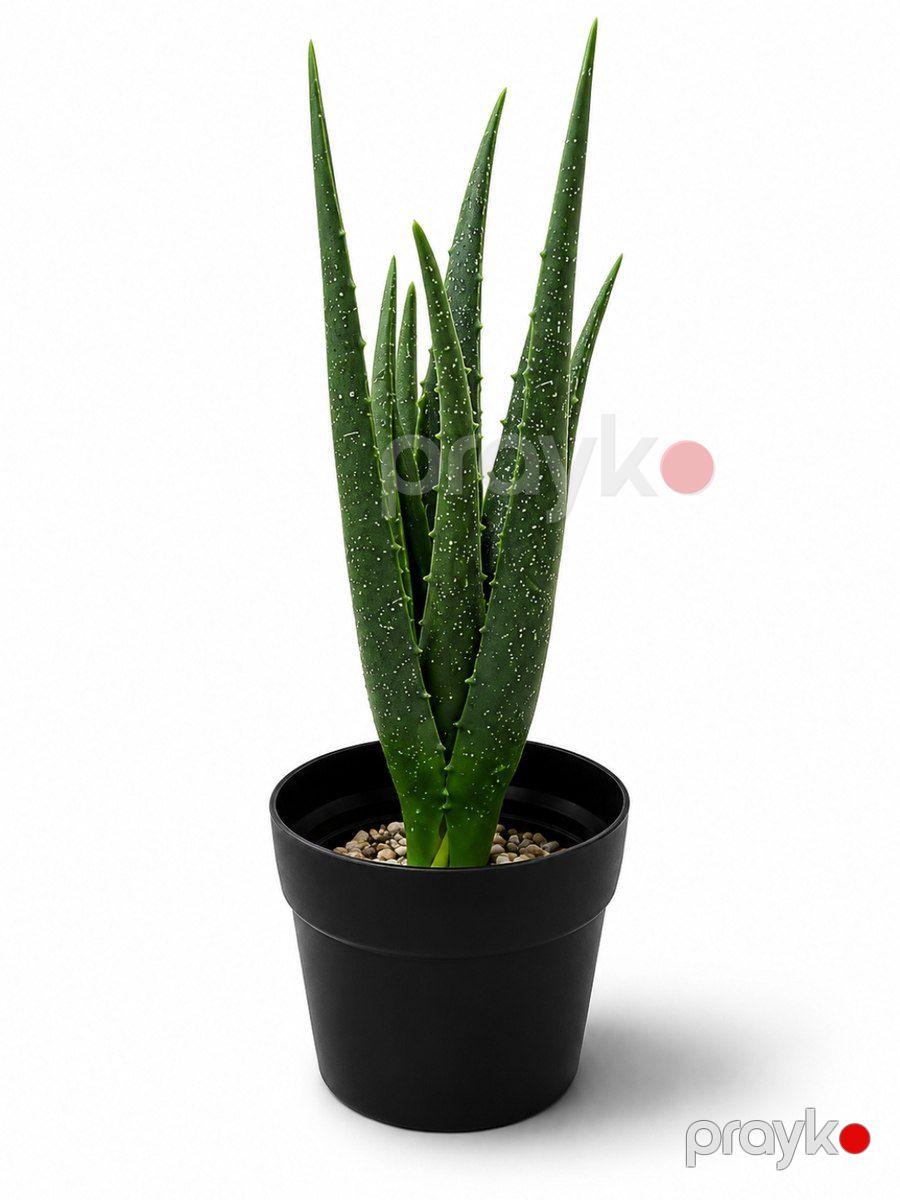 Süni aloe vera — Dekor və interyeri, Bakı (2)