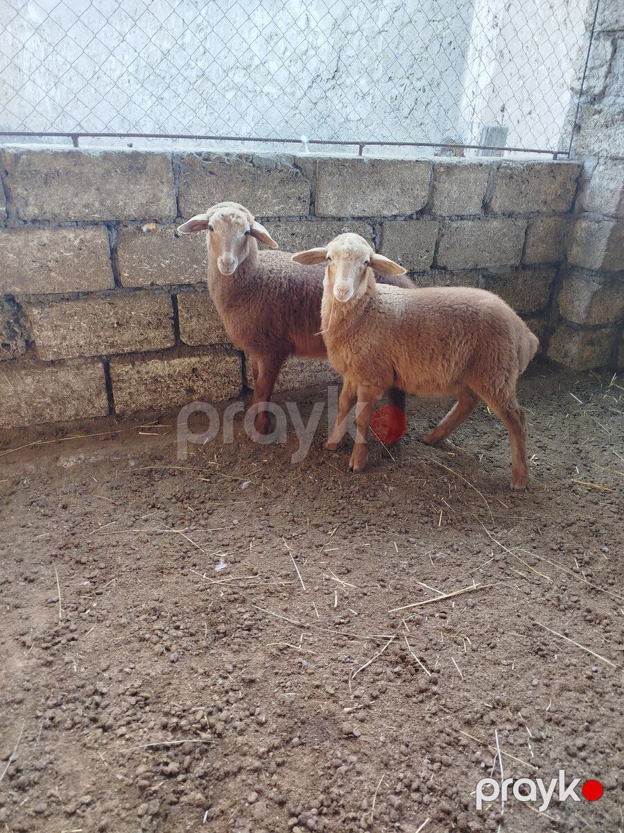 Quzu — Kənd təsərrüfatı heyvanları, Xaçmaz (2)